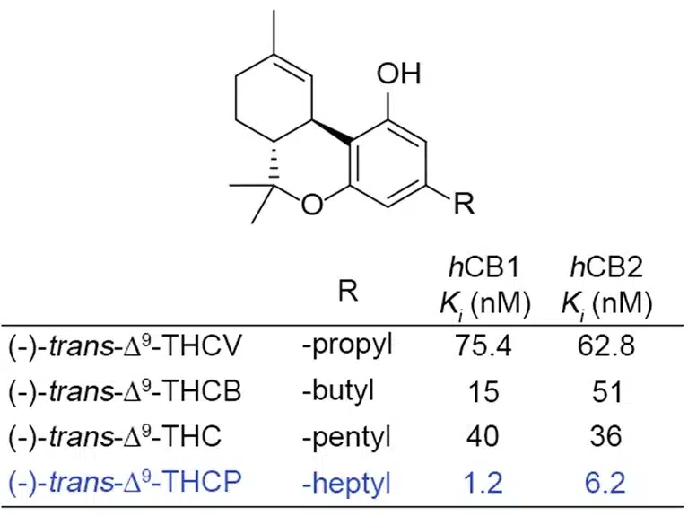 המולקולה THCP והשוואה של עוצמת ההיקשרות שלה לשני הקולטנים הקנבינואידים ביחס לזו של פייטוקנבינואידים אחרים